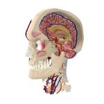 Inner regions of the head